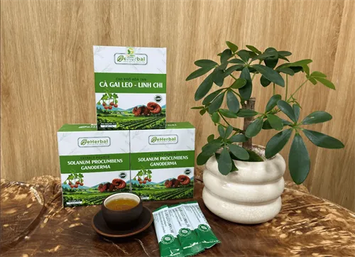 Giải độc gan do bia rượu: Cơ chế tổn thương và giải pháp thảo dược